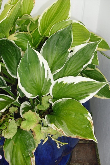For Cinderella ... Hosta 'Fire and Ice'