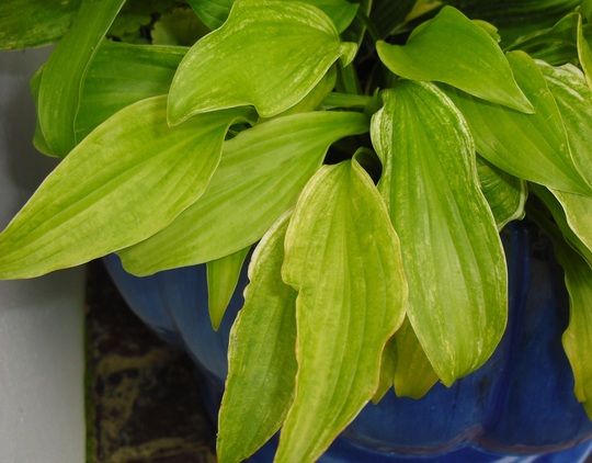 Hosta 'White Feather'