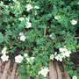 Potentilla fruticosa 'Manchu' (Potentilla fruticosa)