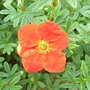 Potentilla fruticosa 'Marions Red Robin' (Potentilla fruticosa)
