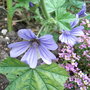 Malva sylvestris 'Primley Blue' (Malva sylvestris 'Primley Blue')