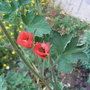 Sphaeralcea 'Newleaze Coral' (Sphaeralcea 'Newleaze Coral')