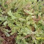 Selaginella kraussiana 'Gold Tips' (selaginella kraussiana 'Gold Tips' (Spikemoss))
