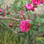 Leptospermum__Red_Damask__close_up.jpg (Leptospermum scoparium (New Zealand tea tree) 'Red Damask')