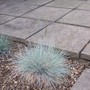 Festuca_Glauca__Elijah_Blue__2.jpg (Festuca glauca (Blue fescue) 'Elijah Blue')