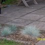 Festuca_Glauca__Elijah_Blue_.jpg (Festuca glauca (Blue fescue) 'Elijah Blue')