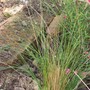 Stipa_tenuissima__Pony_Tails_.jpg (Stipa tenuissima (Feather grass) 'Pony Tails')
