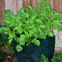 Garden_may_2008_-_01