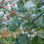 Blueberry bush