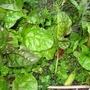 Garden_may_2008_-_12