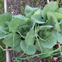 Garden_may_2008_-_13