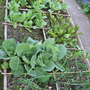 Garden_may_2008_-_14