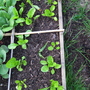 Garden_may_2008_-_16