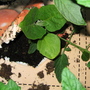 Aubergine May 2008