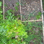 Garden_may_2008_-_22