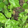 Spinach may 2008