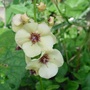 Verbascum 'Jackie in yellow'