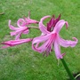 Nerine bowdenii