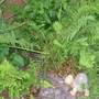 Garden_may_2008_-_33