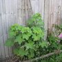 Garden_may_2008_-_41