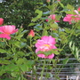 Garden_may_2008_-_44