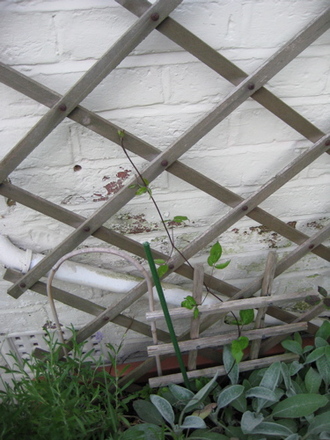 Clematis_may_2008