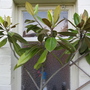 Garden_may_2008_-_49