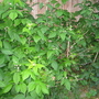 Garden_may_2008_-_54