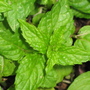 Garden_may_2008_-_58