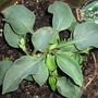 Lily of the valley_may_2008