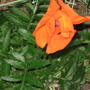 Poppy_may_2008_-_67.jpg