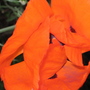 Poppy_may_2008