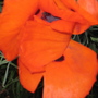 garden_may_2008_-_69.jpg