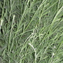 garden_may_2008_-_70.jpg