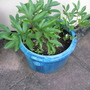 Garden_may_2008_-_71
