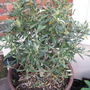 garden_may_2008_-_72.jpg
