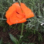 garden_may_2008_-_75.jpg