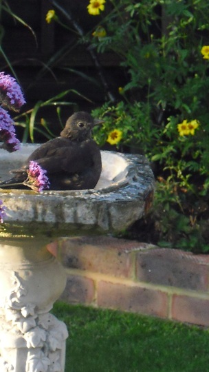 Juvenile Blackbird