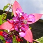 Fuchsia_c.beauty