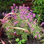A garden flower photo (Erysimum longifolium)