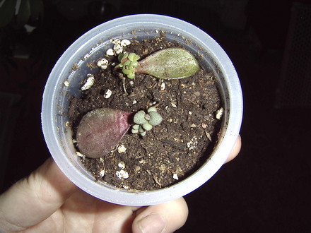 Propagating Jade plants (Crassula ovata (Jade tree))