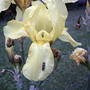 Yellow iris & friend (Iris pseudacorus (Yellow Flag))