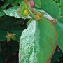 Hypericum androsaenum 'Mrs Gladys Brabazon' - foliage (Hypericum androsaenum)