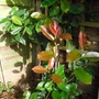 Photinia x fraseri  'Red Robin'    Evergreen (Photinia x Fraseri Red Robin)