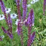 Salvia and Nigella. (Salvia nemerosa)