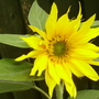 Smaller Sunflower