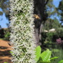 Xanthorroeha (Xanthorrhoea preissii (Balga))