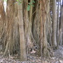 Ficus virens (Ficus virens (White fig))