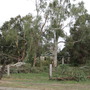 storm damage
