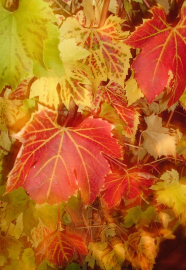 Grapevine in the Autumn